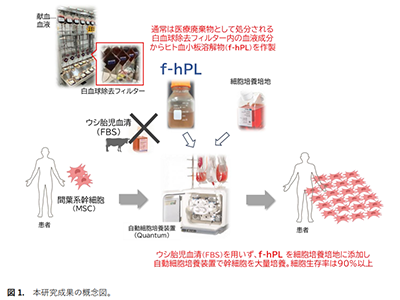 再生医療に重要なヒト血小板溶解物、廃棄血液からの大量製造法を確立－北大ほか