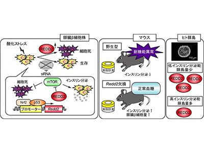 2型糖尿病、発症に関連の遺伝子REDD2を同定－大阪公立大ほか