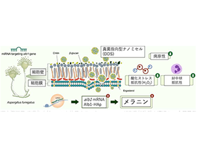新たな真菌症治療法のシーズを発見、病原性因子を制御するmiRNA－東京医科大