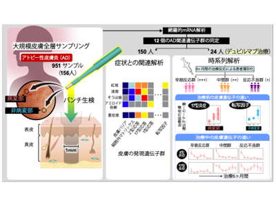 アトピー性皮膚炎、症状と治療反応に関連するバイオマーカー発見－慶大ほか