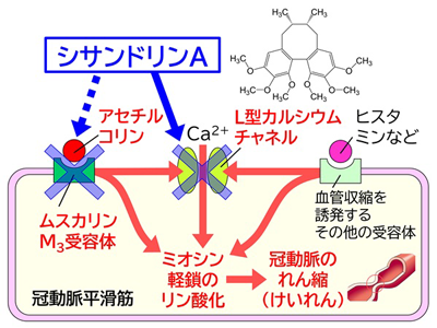 天然物由来シサンドリンA、冠動脈スパスムの抑制作用が判明－東邦大