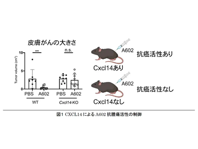 抗がんDNA効果をケモカインCXCL14が増強、新免疫療法開発へ－都医学研ほか