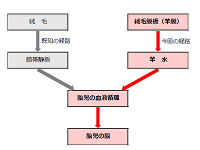 妊娠後期の胎児、羊水中のケトン体が脳成長に必須の可能性－東京工科大ほか