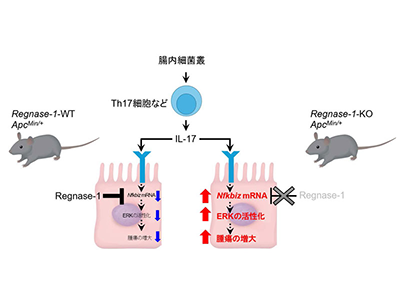 RNA分解酵素「Regnase-1」のIL-17経路を介した大腸腫瘍抑制効果を確認－京大