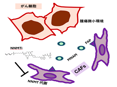 がんエピゲノムを標的とする新規核酸医薬を開発、動物モデルで良好な結果－阪大ほか