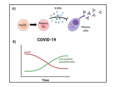 濾胞性制御性T細胞の前駆細胞を発見、重症感染症との関連が明らかに－阪大