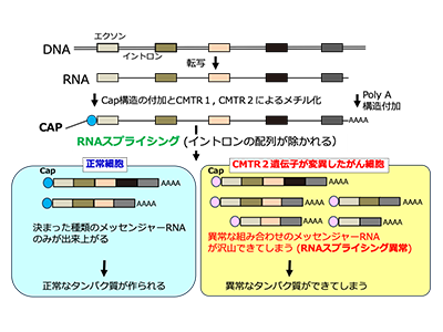 肺がんの新たな治療標的、CMTR2変異と薬剤感受性の関連判明－国がんほか