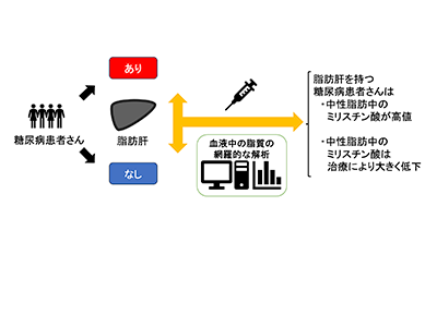 脂肪肝合併の糖尿病患者に特徴的な血中脂質を特定、病態との連動確認-阪大ほか