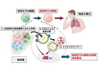 アレルギー疾患の悪化メカニズムを解明、脂肪分解経路の制御機構を特定-千葉大ほか