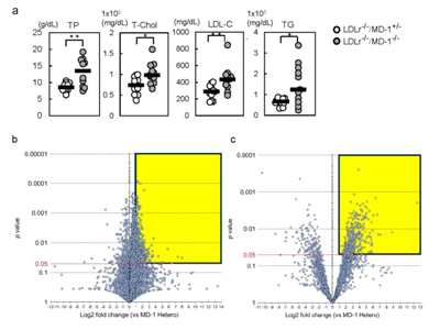 MD-1欠失マウスが高脂血症下で獲得免疫異常、病態解明につながる発見－愛知医科大