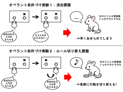 強迫性障害に関わる根気と柔軟性、セロトニン3受容体が相反制御－大阪公立大