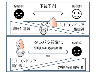 重症心不全の回復予測因子を同定、IDH2/POSTN比が新たな指標に－東大ほか