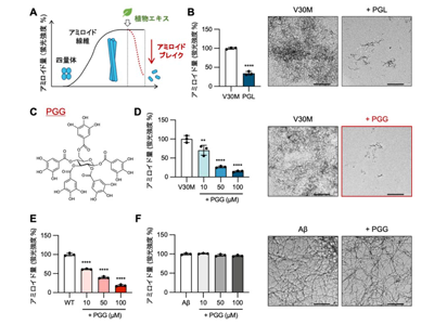 ATTRアミロイドーシス、ザクロ由来成分にアミロイド線維分解効果を発見-熊本大