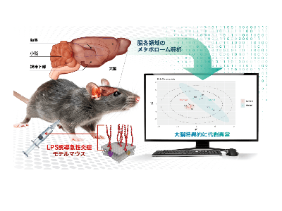 全身性炎症による大脳特異的な代謝異常をマウスで発見-近畿大ほか