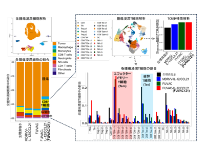 がん治療用ウイルスの次世代型、マウスの非投与側腫瘍にも高い効果－鳥取大